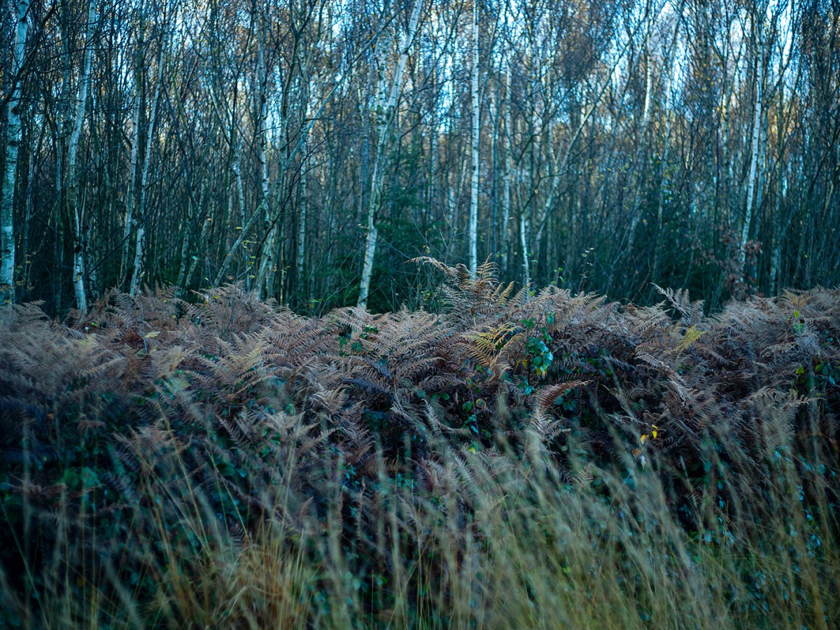 Clowes Wood, November&nbsp;2012